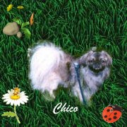 Christina`s Chico
