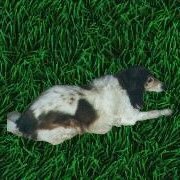 Farmtierhund Snoopy