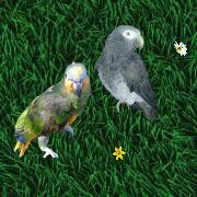 Lora und Leo von der Papageienbande