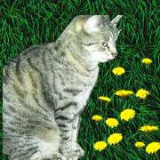 Gipsy`s Tinka ist Katze Nr.100 auf unserer Tierwiese!!