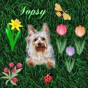 Silky Terrier Dame Topsy