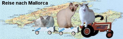 Alexandra`s cats on tour