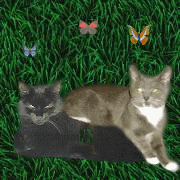 Luzi & Specky aus Hexes Katzenwelt