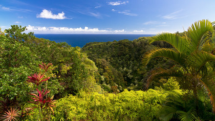 Hawaii Kauai Garteninsel