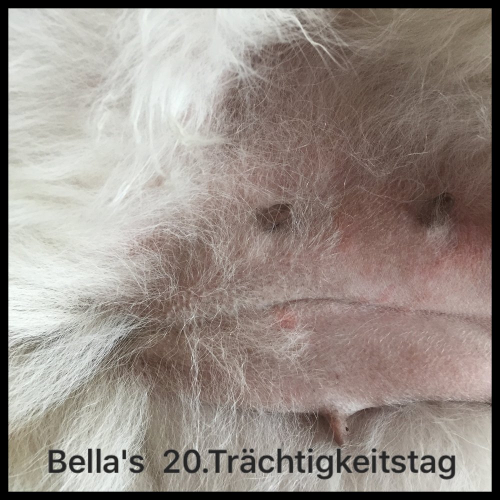 hund mitesser zitzen
