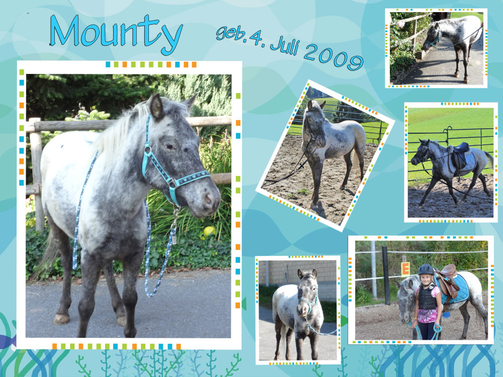 Ponys/collage_1.jpg