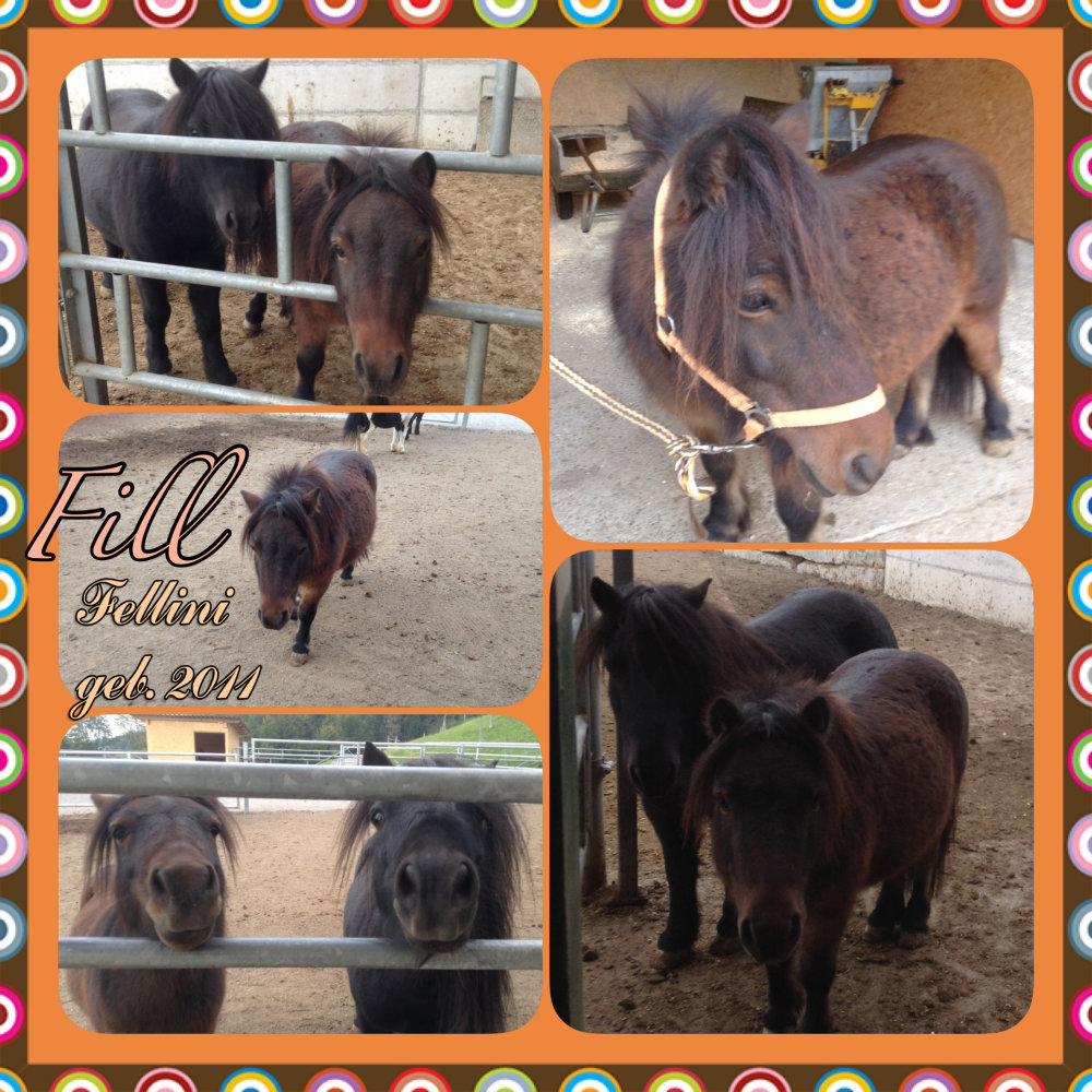 Ponys/fill.jpg