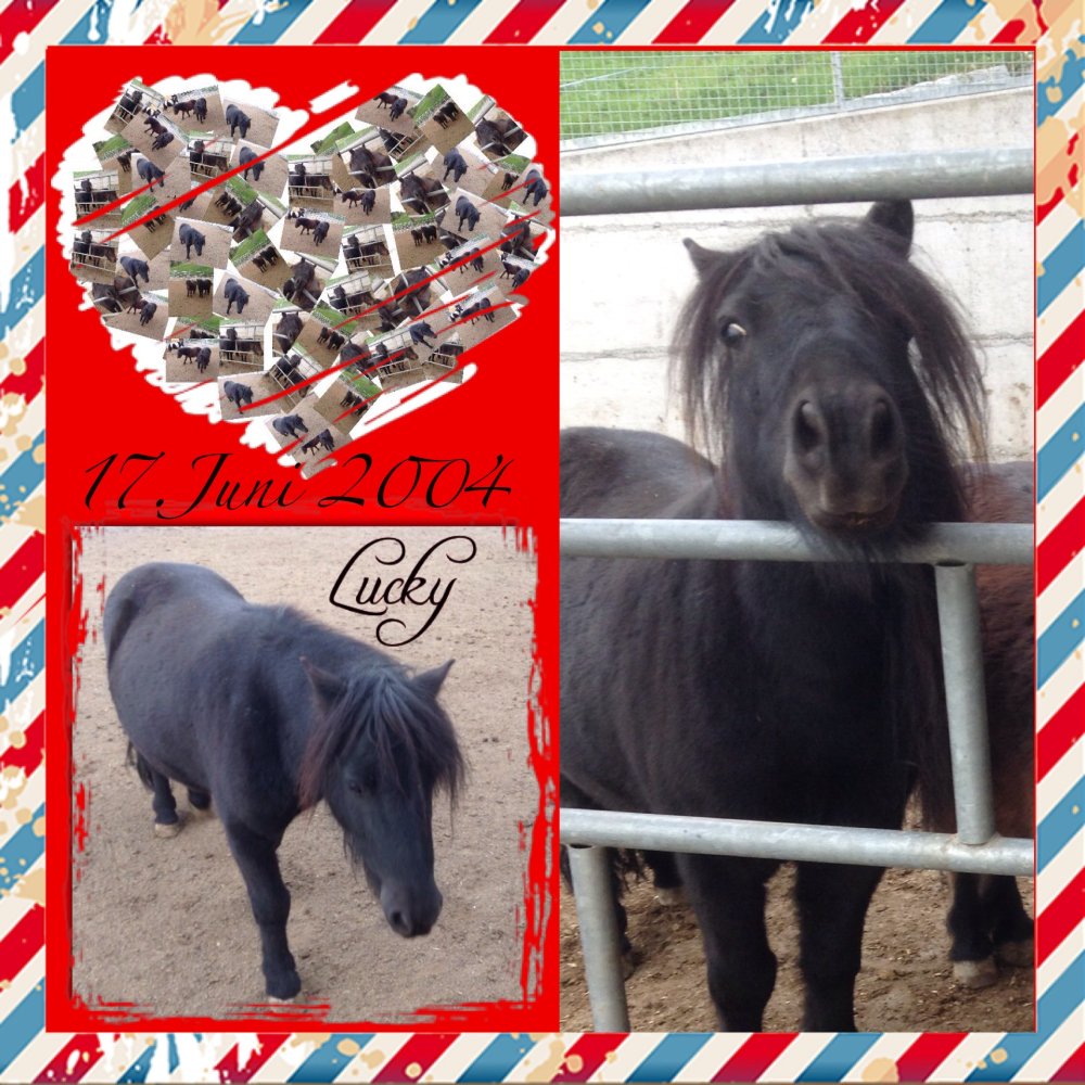 Ponys/image1.jpg