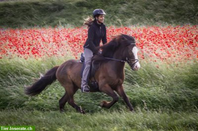 Ponys/sleipnir.jpg