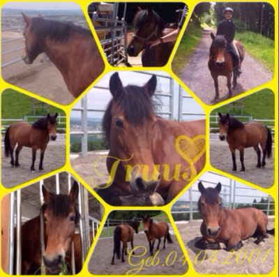 Ponys/truus.jpg