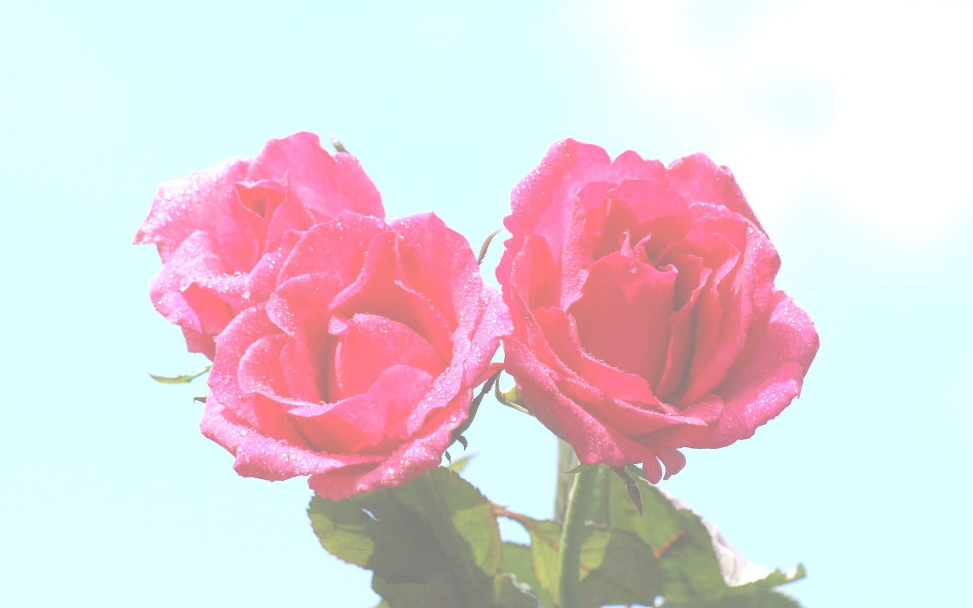 rosen-dsc01860-a11.jpg