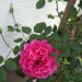 Rose Pinklady